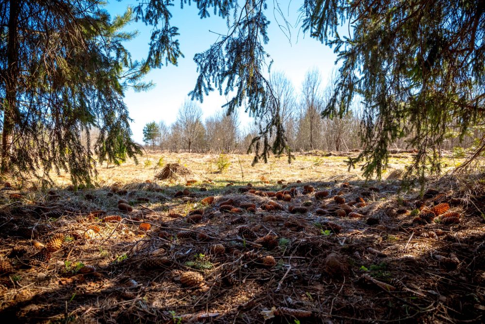 Фото: Кристина Белякова/РИА Верхневолжье