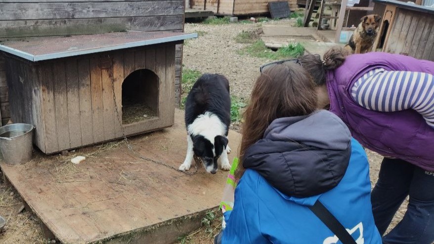 волонтеры, приют, жвотные (3)