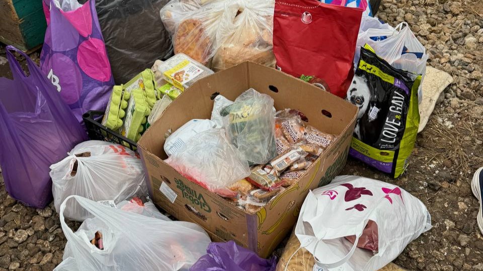 волонтеры, приют, жвотные (6)