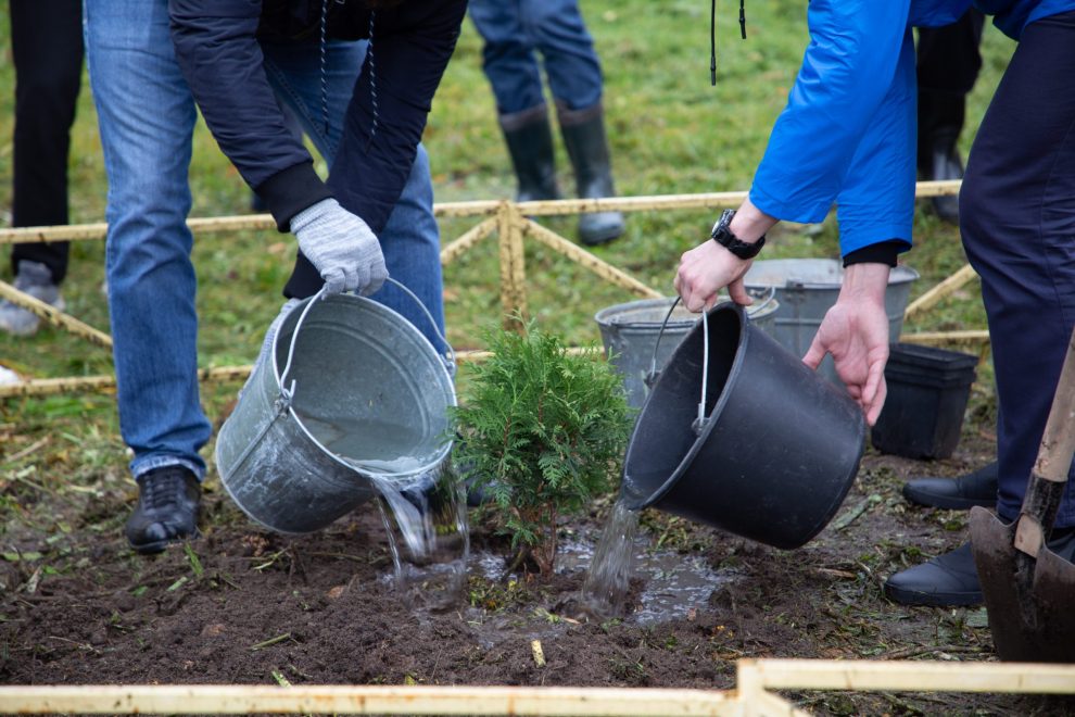 сад, огород, грядка