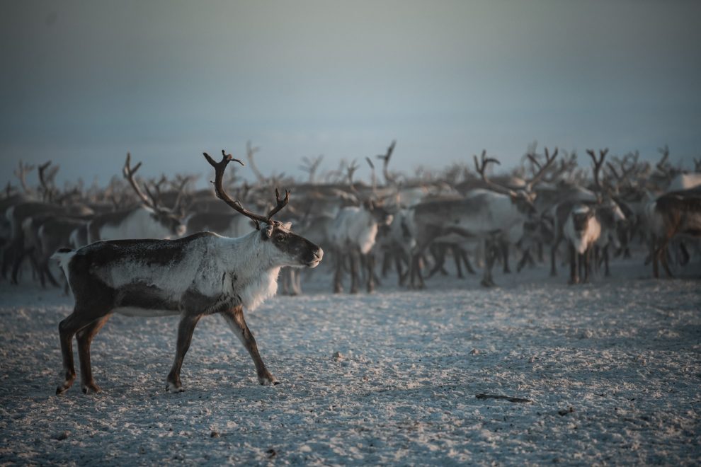 Фото: Андрей Сорокин/пресс-центр «Ростелекома»