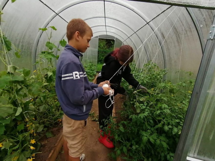 школьная теплица