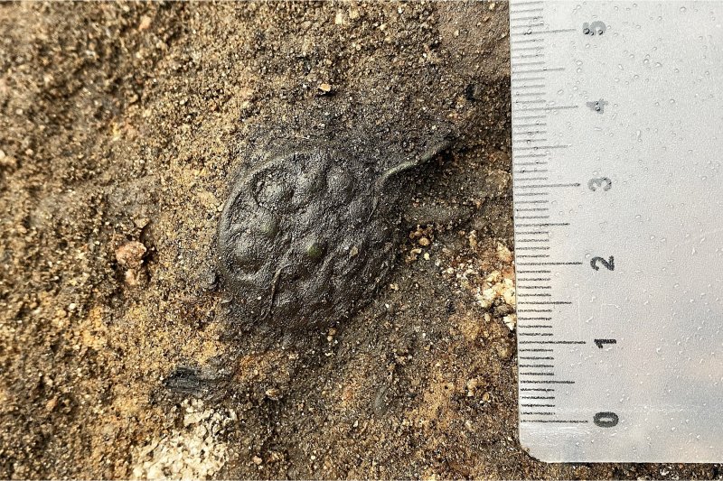 Фото Виталия Тузова/ группа Вконтакте Усвятской археологической экспедиции ИИМК РАН