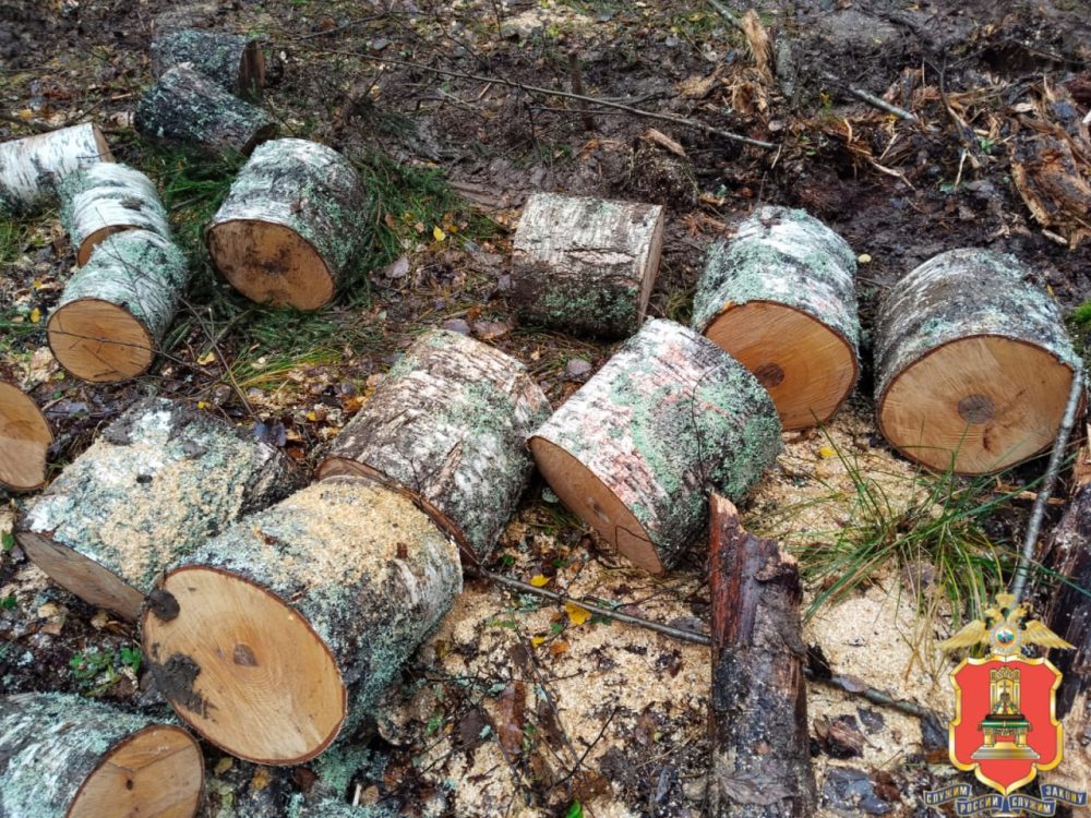 вырубка деревьев, кувшиновский округ