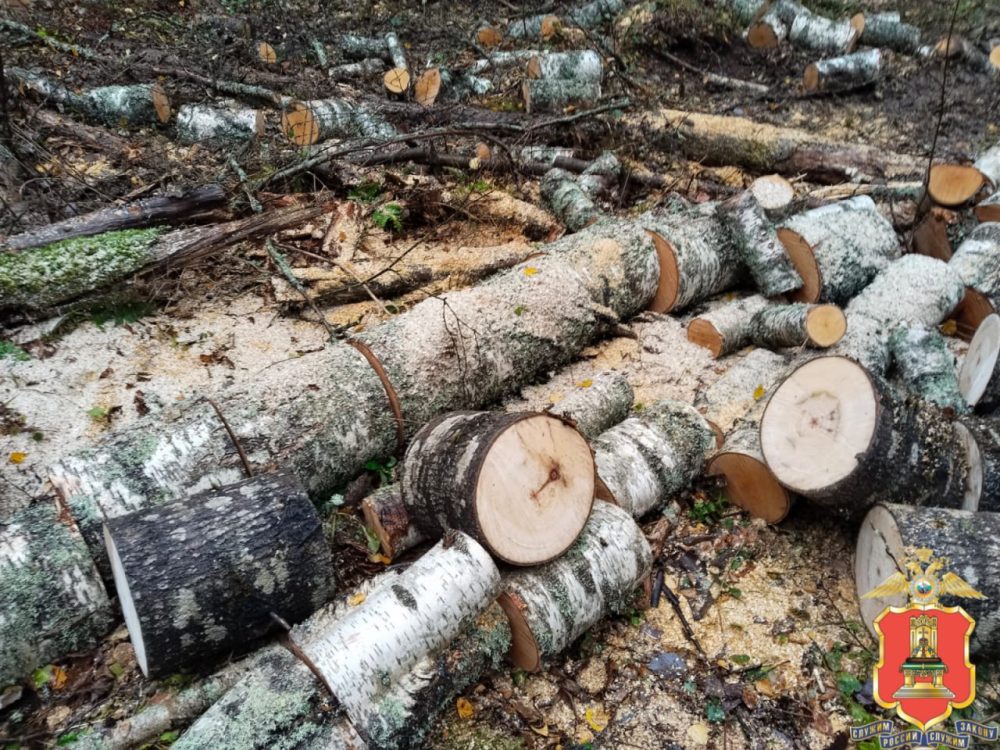 вырубка деревьев, кувшиновский округ