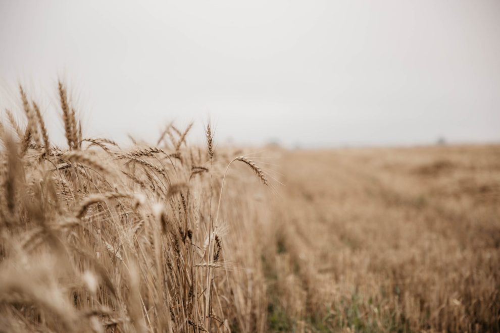 Фото: Кристина Белякова/РИА Верхневолжье
