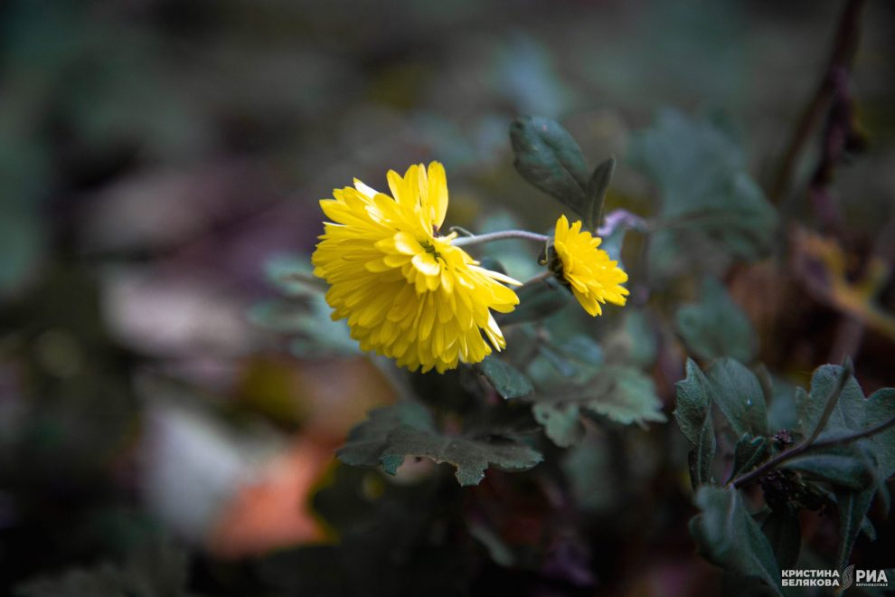 Хризантема