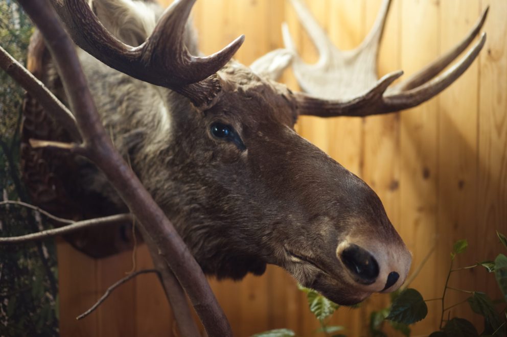 Фото: Светлана Рудакова/РИА Верхневолжье