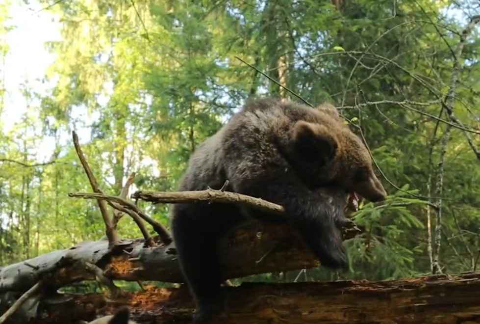 Фото: скриншот с видео Центра спасения медвежат-сирот