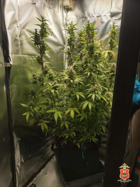 наркотики, конаково