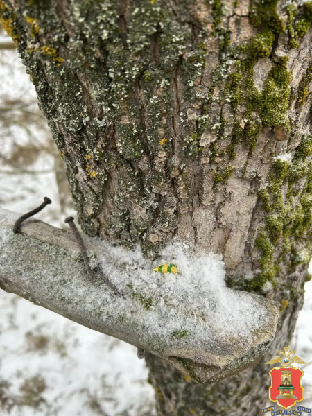 наркотики, кашин
