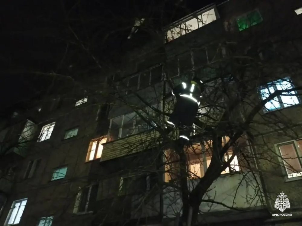 кота сняли с дерева, вышний волочек