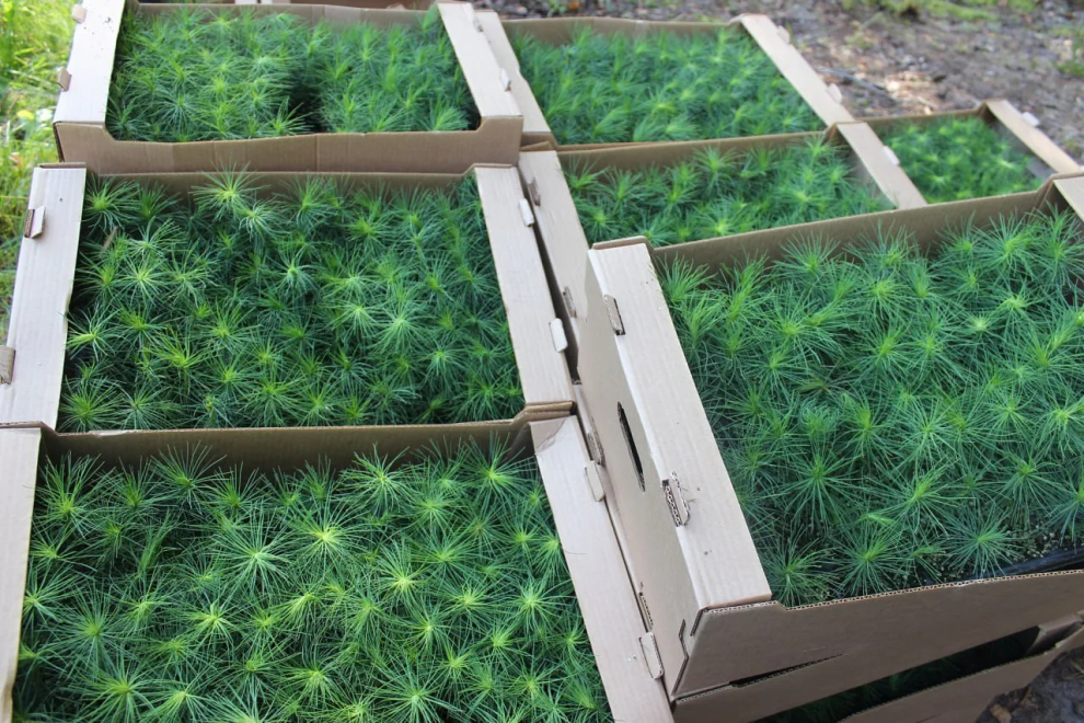 Фото Ольги Аношкиной