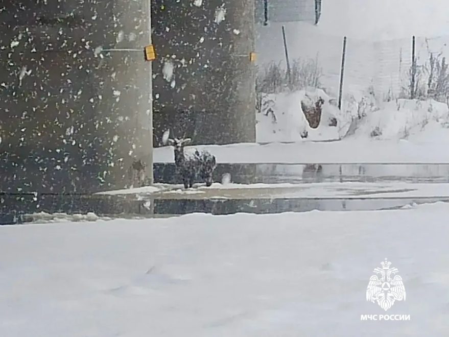 Фото: пресс-служба регионального МЧС