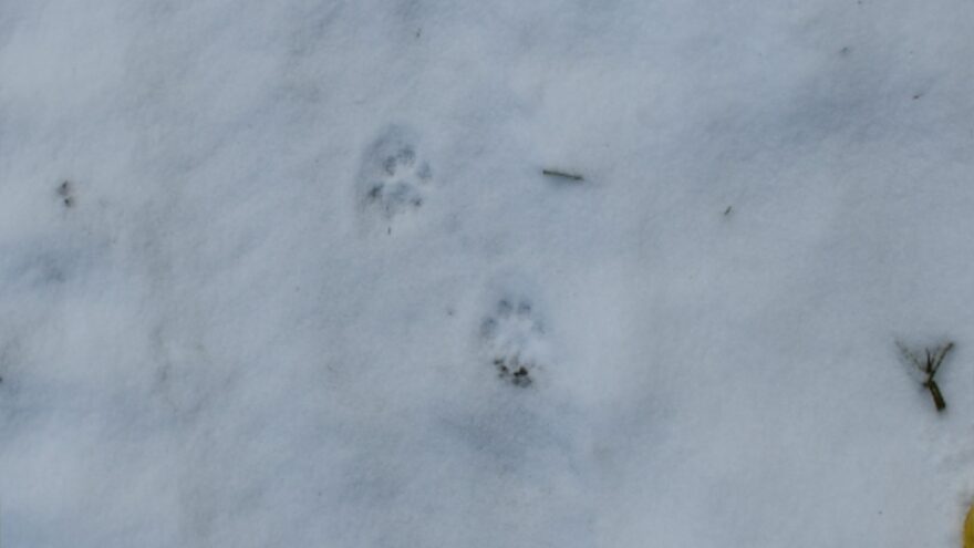 рысь в заповеднике, нелидовский округ