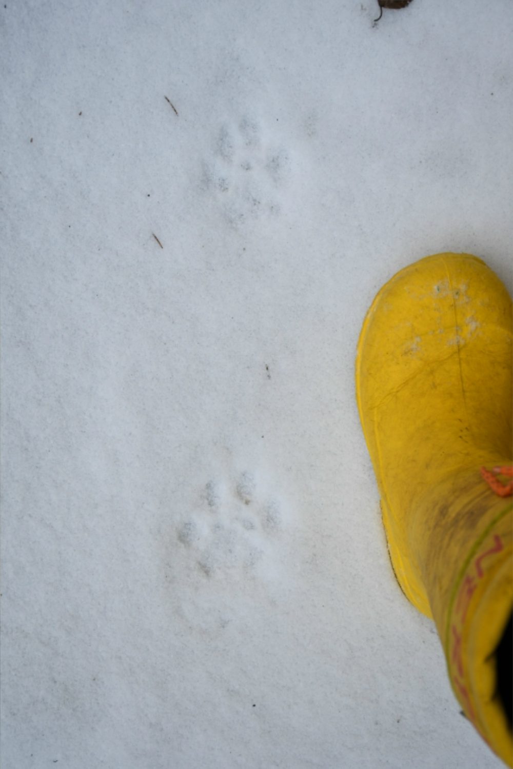 Фото: Мария Сидоренко/Центрально-Лесной государственный заповедник