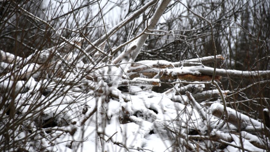 хатка бобров, нелидовский округ