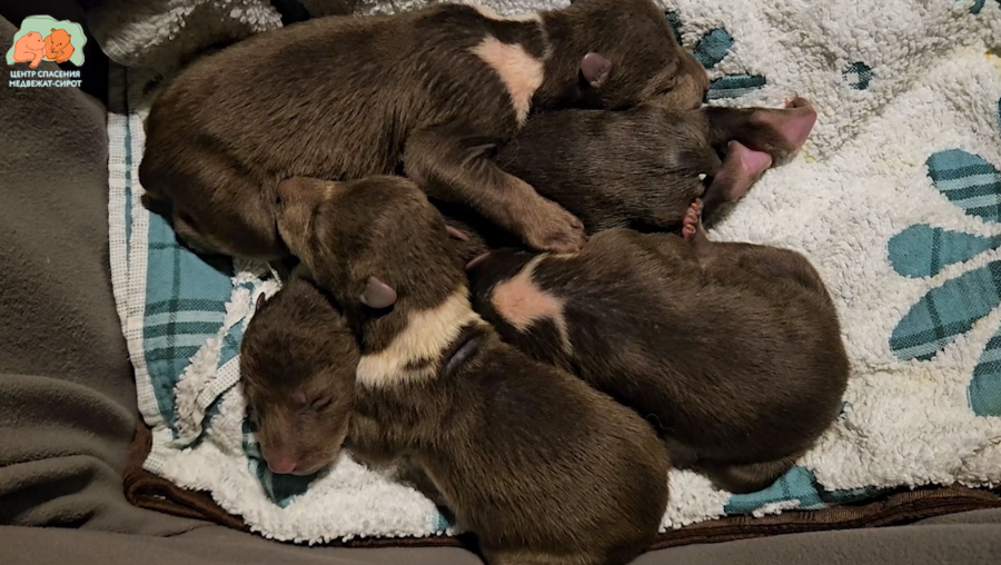 Фото: Центр спасения медвежат-сирот