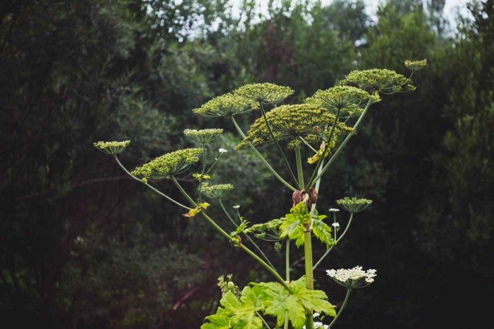 Фото: Кристина Белякова/РИА Верхневолжье