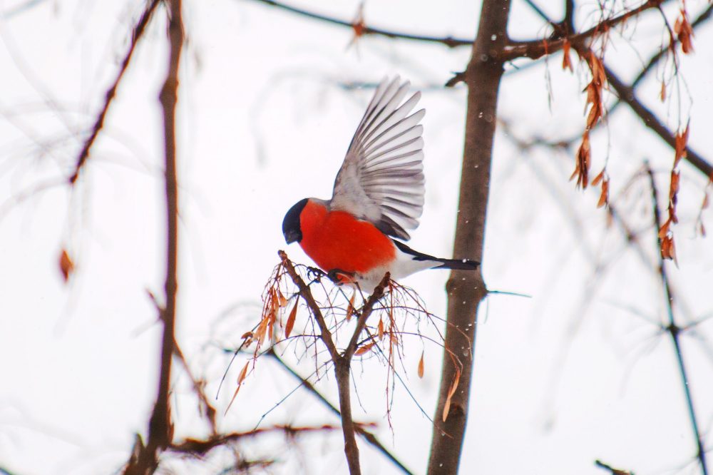 Фото: Анастасия Чистякова/РИА Верхневолжье