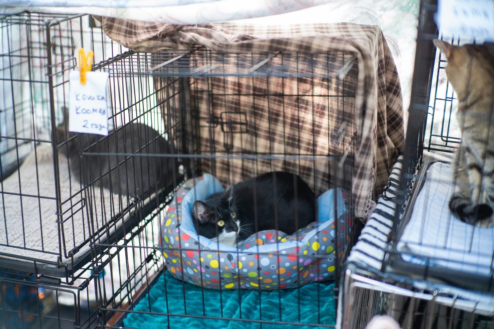 кошка, кошки, животные (2)