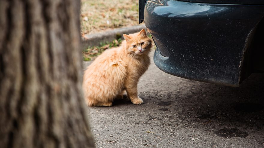 кошка, кошки, животные (4)