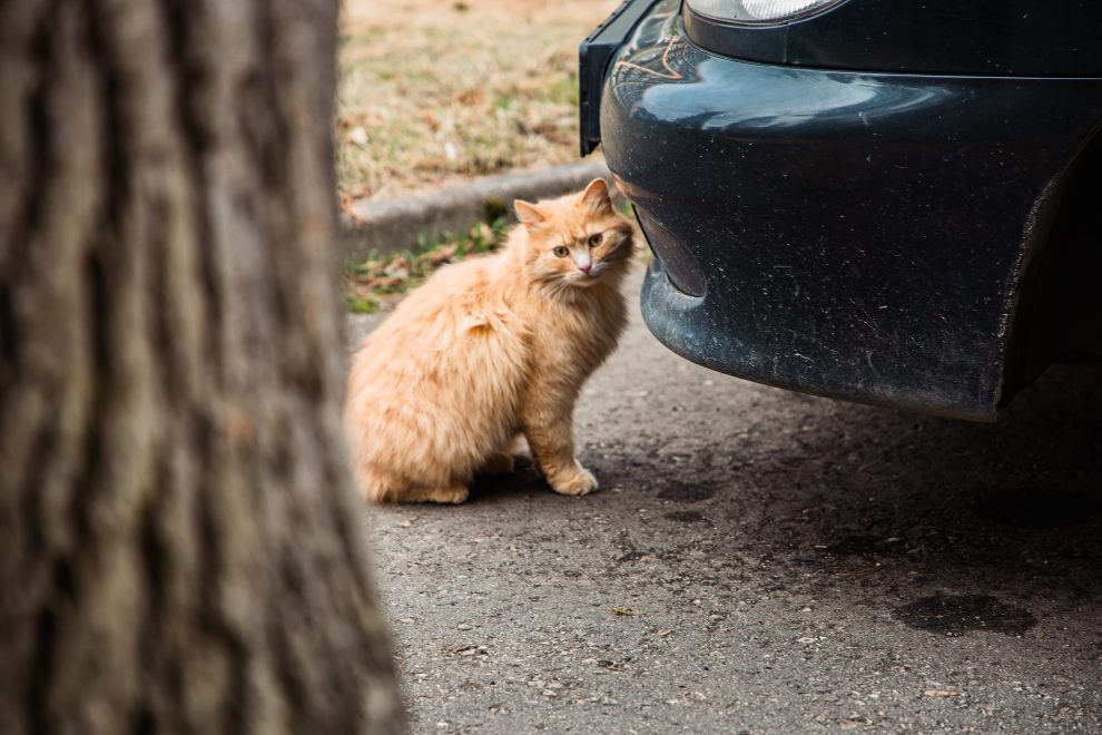 Фото: Кристина Белякова/РИА Верхневолжье
