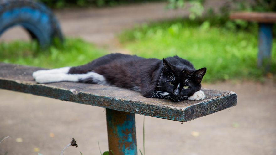 кошка, кошки, животные (5)