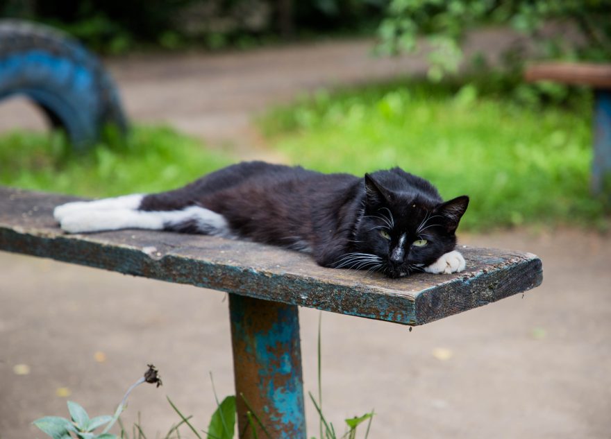 кошка, кошки, животные (5)