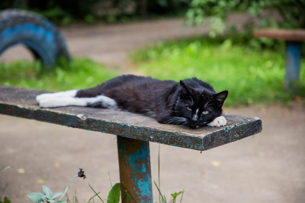 кошка, кошки, животные (5)