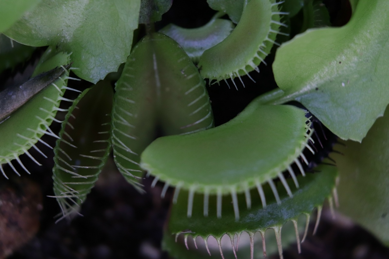 Фото Марии Кочеровой/ Ботанический сад • Тверь