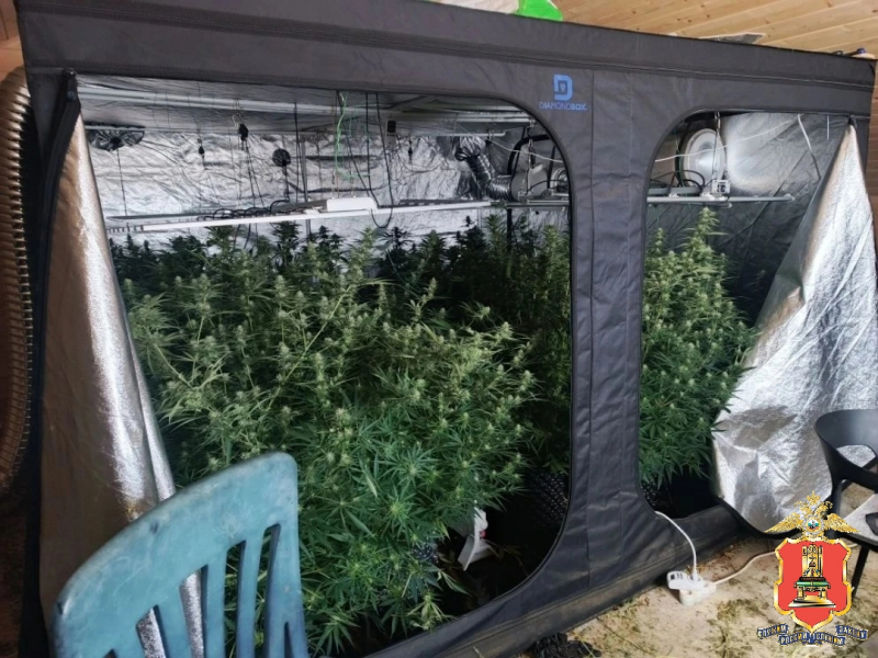 наркоферма в доме, калининский округ