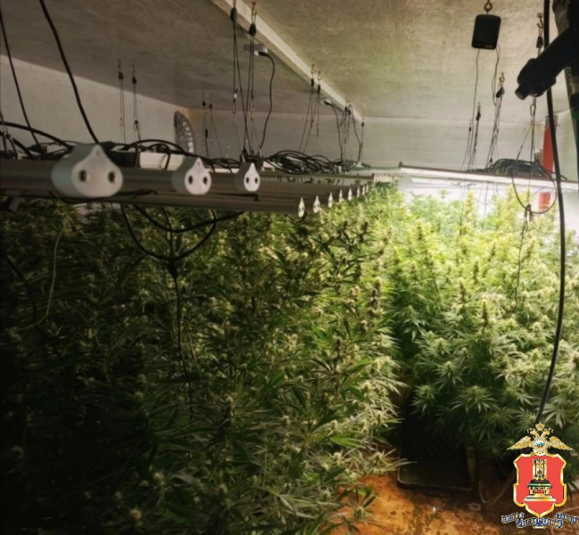 наркоферма в доме, калининский округ