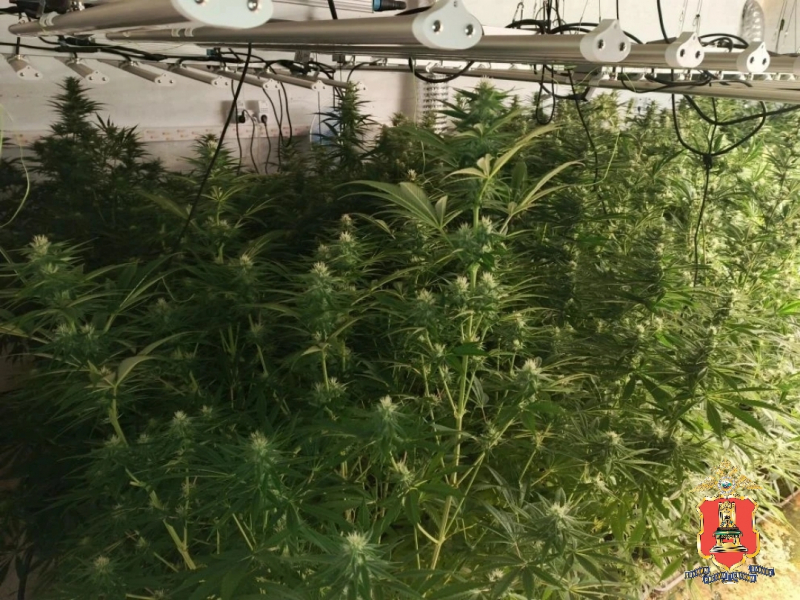 наркоферма в доме, калининский округ