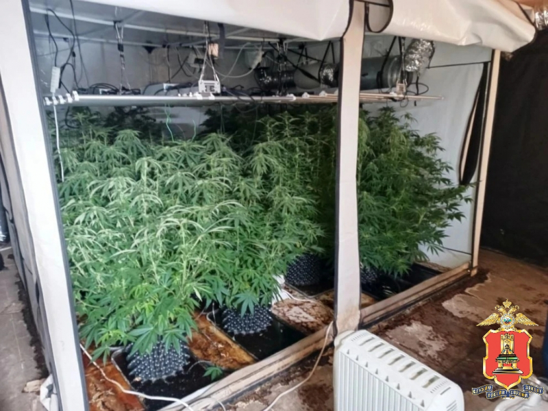 наркоферма в доме, калининский округ