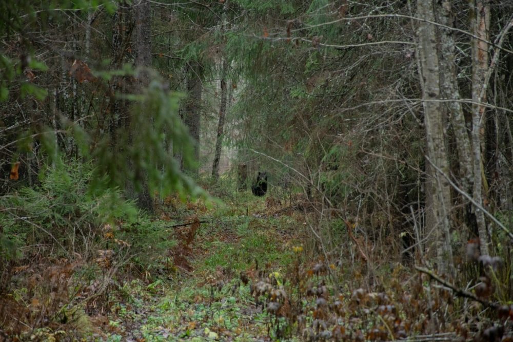 Фото: Мария Сидоренко/Центрально-Лесной государственный заповедник