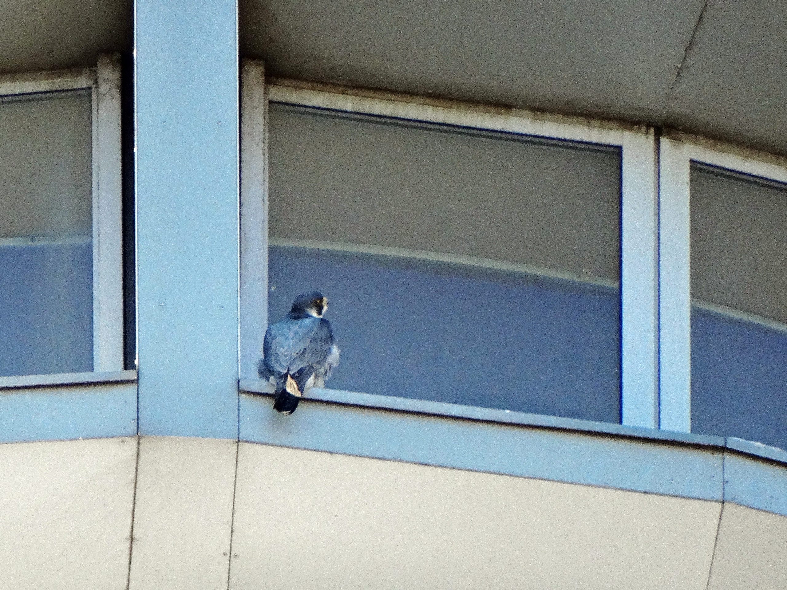 Фото: Елены Румянцевой/ 
Тверь Натуральные новости ВКонтакте