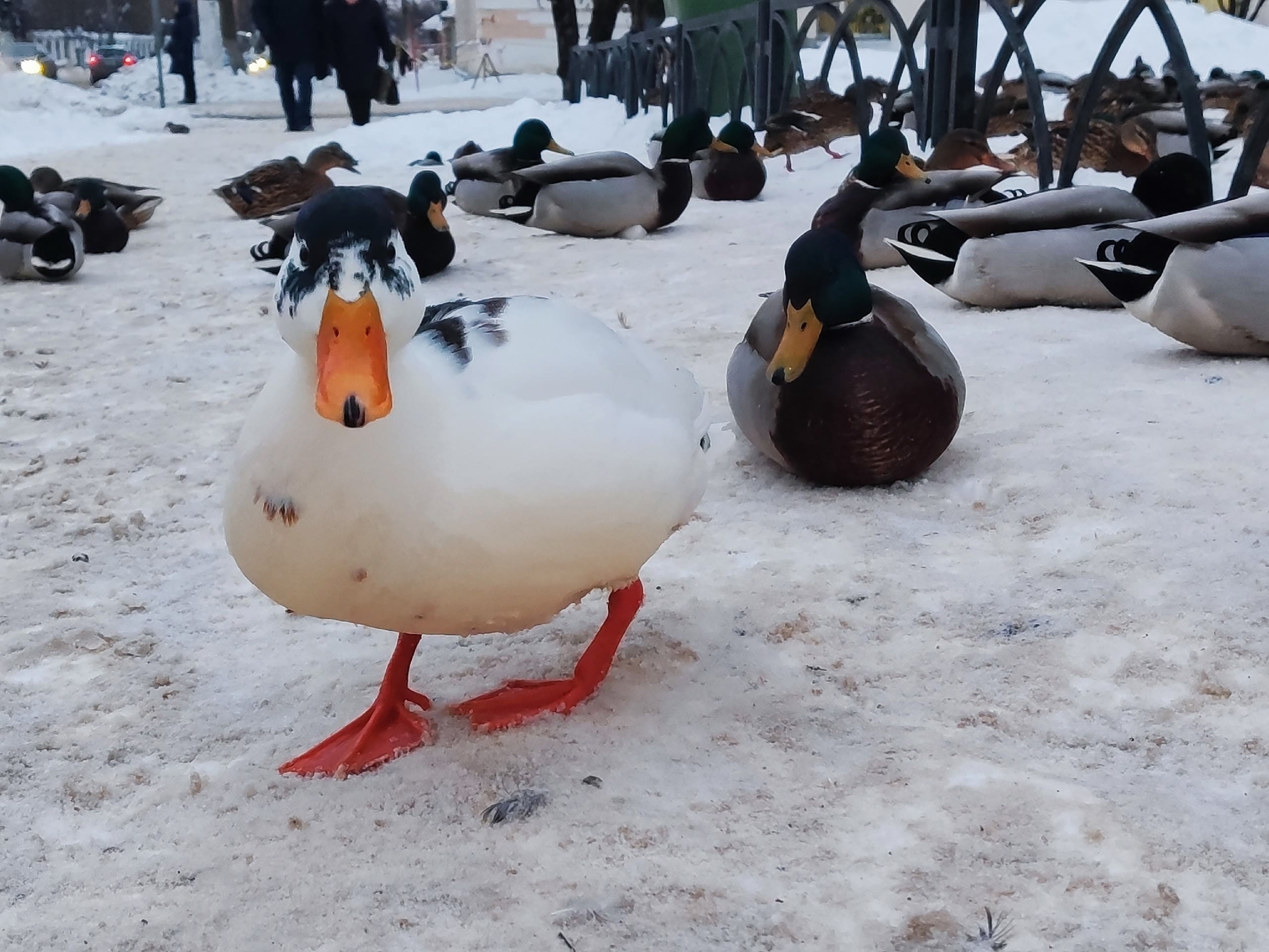 Фото: Дарья Дергунова/РИА Верхневолжье