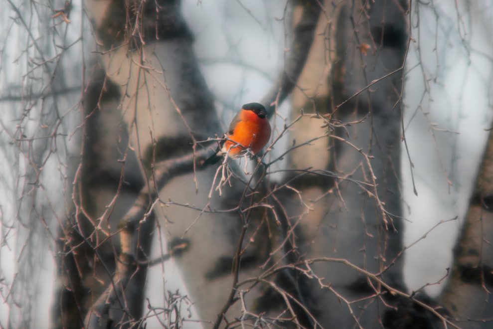 Фото: Анастасия Михайлова/РИА Верхневолжье