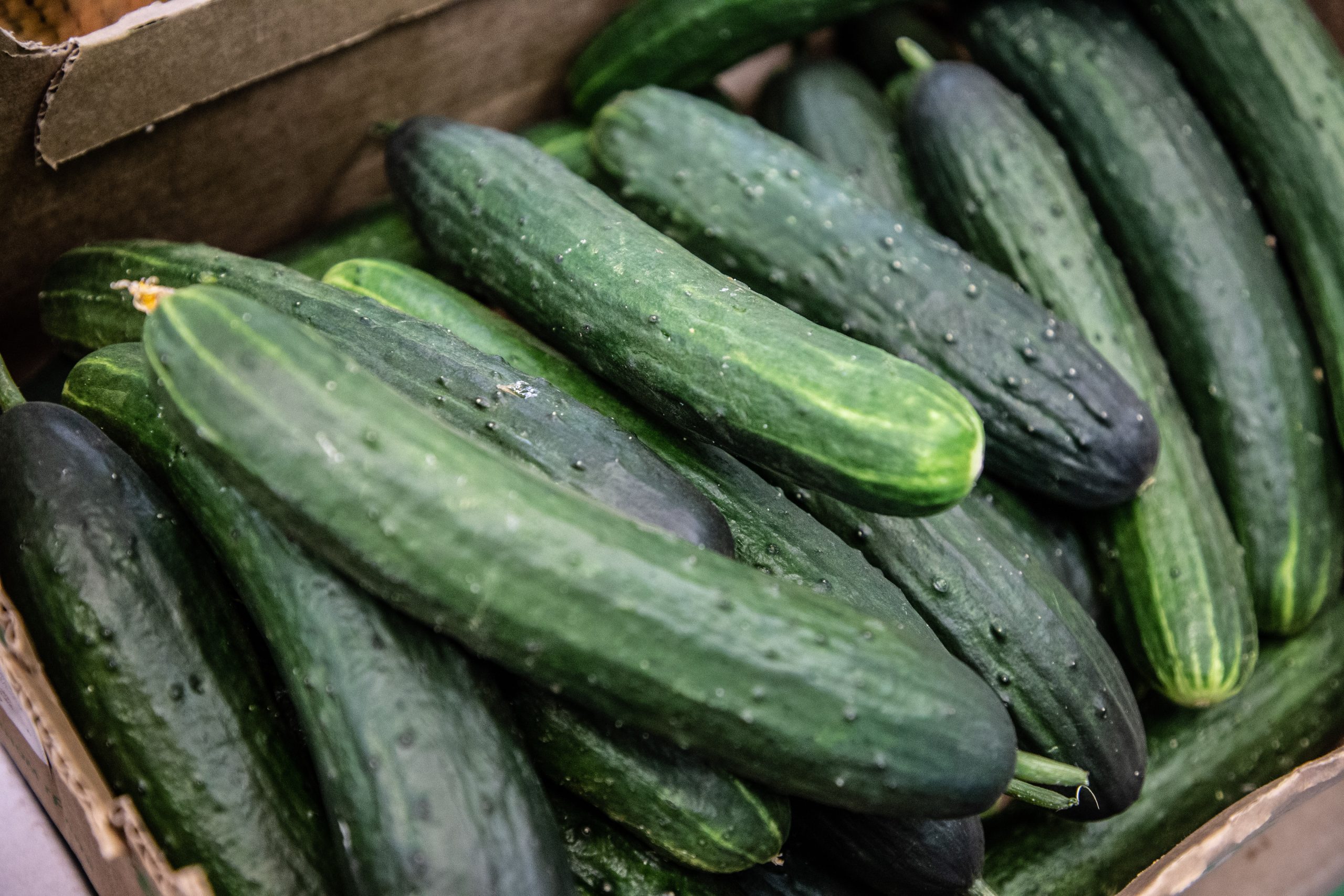 Фото: Белякова Кристина /РИА Верхневолжье