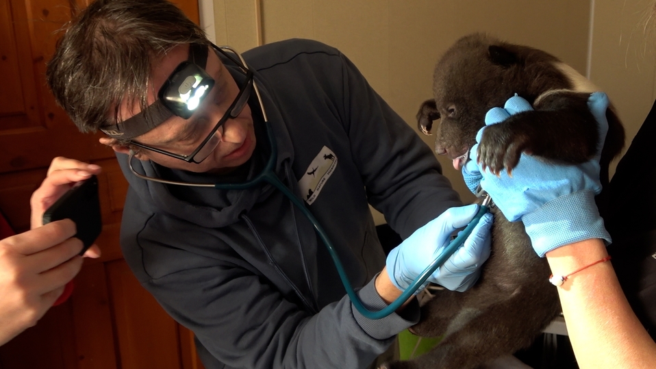 фото: Центр спасения медвежат 