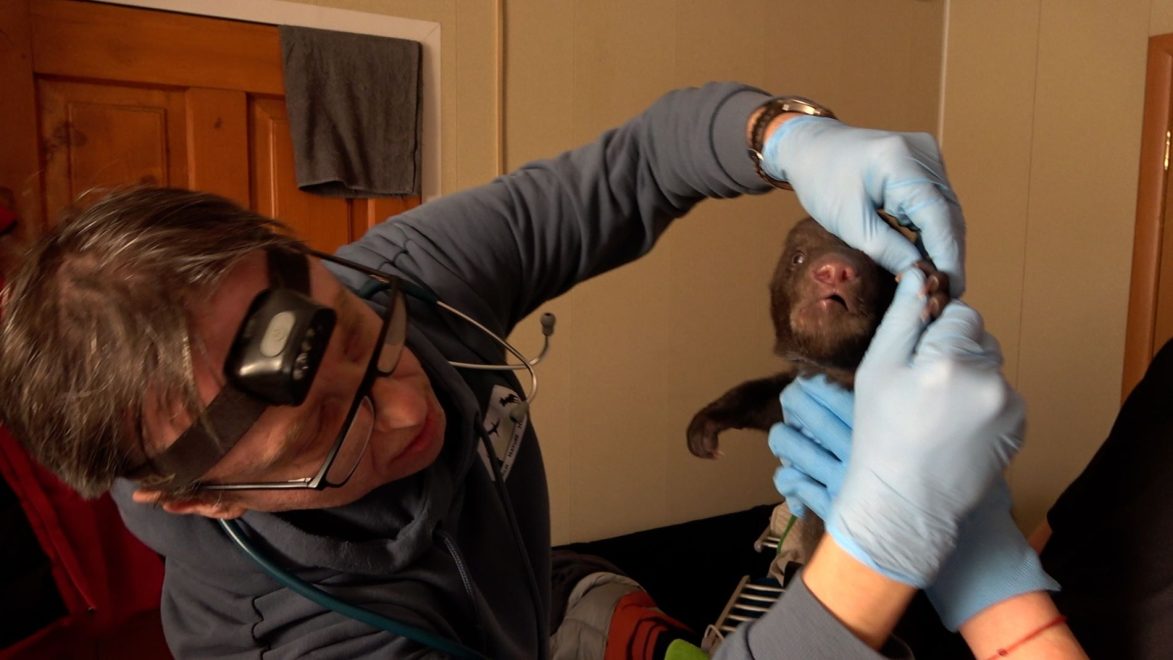 Фото: Центр спасения медвежат-сирот