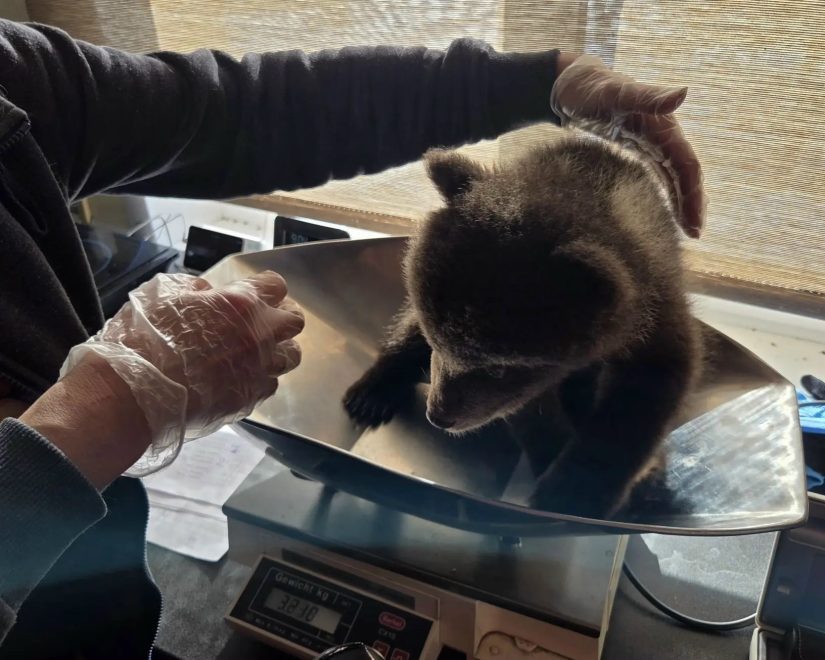 Фото: Центр спасения медвежат-сирот