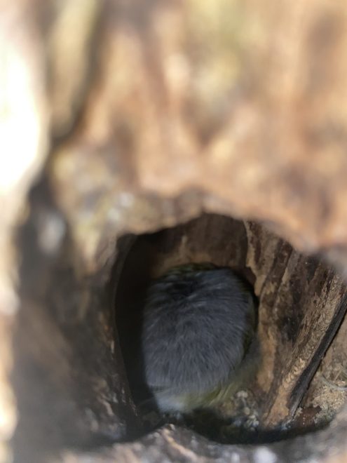 Фото: Евгения Олейникова/Центрально-Лесной государственный заповедник