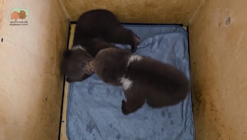 Фото: скриншот видео/Центр спасения медвежат-сирот