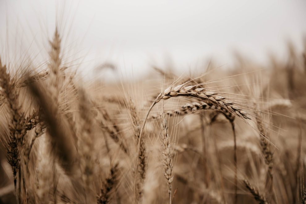 Фото: Кристина Белякова/РИА Верхневолжье