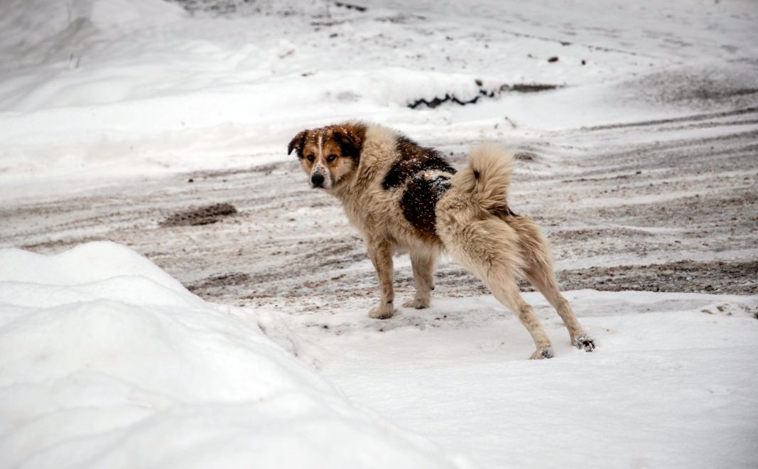 Фото: Кристина Белякова/РИА Верхневолжье