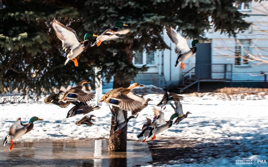 Фото: Кристина Белякова/РИА Верхневолжье