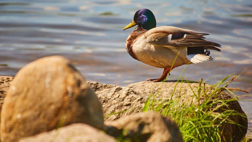 утка, селезень