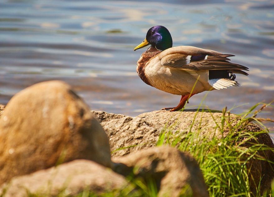 утка, селезень